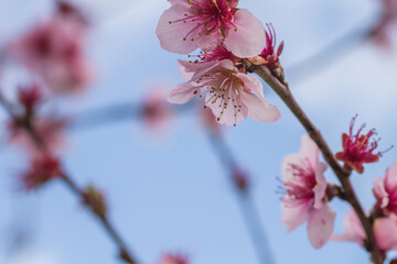 Peach tree blossoms