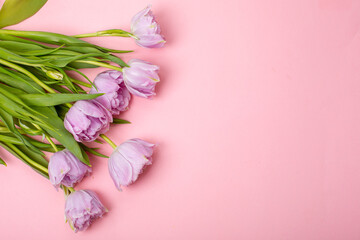 tulips on a pink background places for text