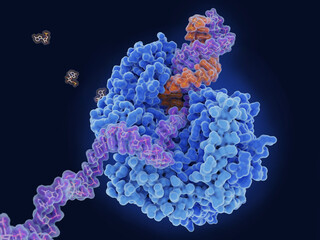 SARS-CoV-2 RNA polymerase replicating the viral RNA - obrazy, fototapety, plakaty