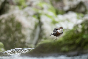 The European dipper dries on the rock (Cinclus cinclus)