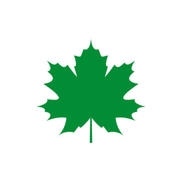 Geometric green plane tree leaf. Vector drawing