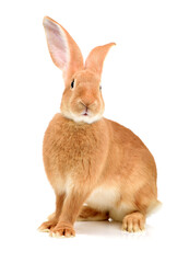 orange rabbit on white background 