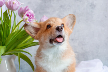 A cute Welsh corgi puppy with a bouquet of spring flowers on a gray background looks at the camera calendar