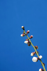 春の訪れを告げる梅のつぼみ