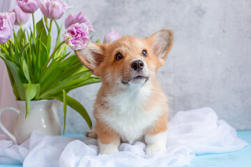 A cute Welsh corgi puppy with a bouquet of spring flowers on a gray background looks at the camera calendar