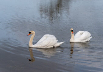Fototapeta premium A pair of swans swiming together