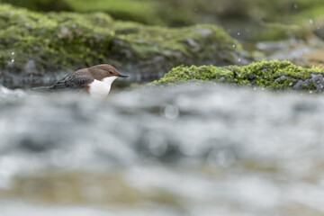 Fine art portrait of european dipper at hunt in the rushing river (Cinclus cinclus)