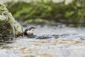 Isolated dipper at hunt on the river (Cinclus cinclus)