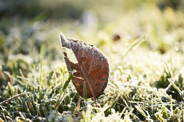 Fallen yellow leaf and grass in frost on a frosty sunny morning. very soft selective focus.