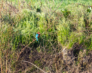 The Kingfisher  bird sits on the branches of a bush on the shore of a reservoir in a nature reserve on Lake Hula on an early winter morning in northern Israel