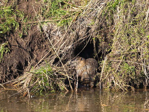 Hule Bilder Durchsuchen 898 Archivfotos, und Videos