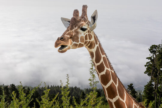 A close up photo of a giraffe's neck and head with trees and clouds in the background