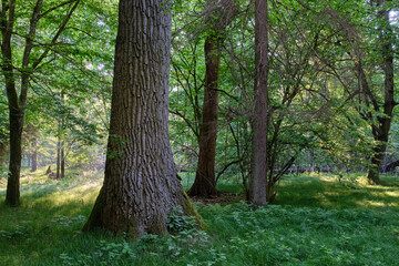 Light entering rich deciduous forest
