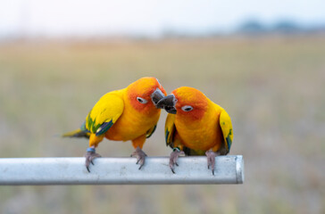 Yellow parrots love and taking care each other. lovely and beautiful parrot