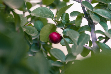 Single red ripe cherry hanging on a tree with yellow wall in background
