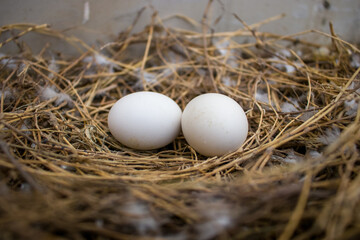Wide angle shot of two pigeon eggs laying in a nest made up of dried straws