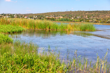 Scenery with green reed plants . Wild nature with swamp . Riverside rustic landscape