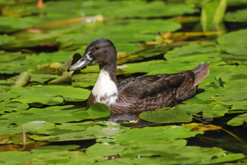 Close up of a Mallard hybrid duck swimming on water