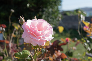 Pink rose in garden in summer afternoon sunlight. Flowered rose in light color over a garden background of leaves and bushes at the end of summer