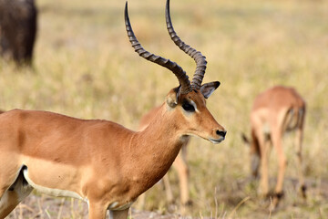 Impala im Tarangire-Nationalpark in Tansania