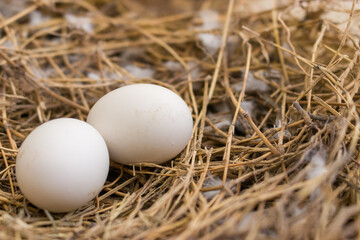 Close up shot showing two white eggs of a pigeon in the nest
