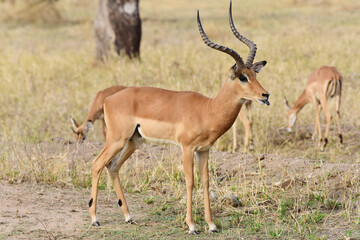 Naklejka na ściany i meble Impala im Tarangire-Nationalpark in Tansania