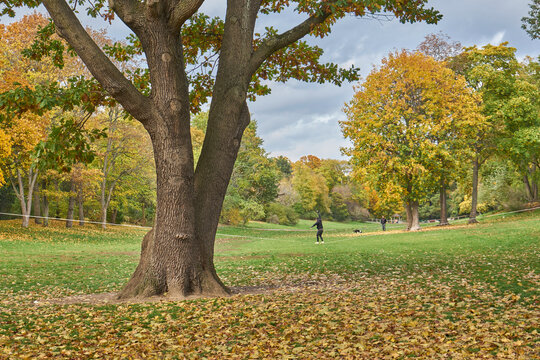 Volkspark Hasenheide, Mann balanciert auf Slackline, B&auml;ume mit Herbstlaub,  Neuk&ouml;lln, Berlin, Deutschland