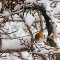 Rotkehlchen im Schnee in einem Busch
