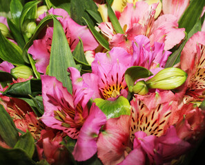 pink lilies in garden