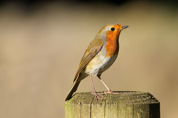Close up of a Robin (Erithacus rubecula) perched on a fence post.