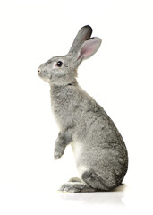 grey rabbit on a white background
