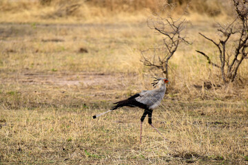 Sekretär Greifvogel im Tarangire-Nationalpark in Tansania