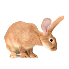 Obraz premium orange rabbit on white background 