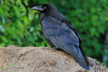 Obraz premium raven on the ground