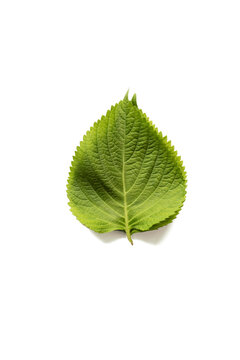 Fototapeta Korean perilla leaves also called ggaetnip on white isolated background.