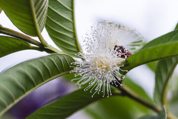 Obraz premium Guava Flower shot with shallow depth of field