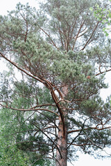 View of the crown of a large pine tree. The branches of a huge tree.