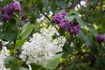 Branches of blooming white and violet lilacs in the springtime, close up