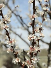 cherry blossom in spring
