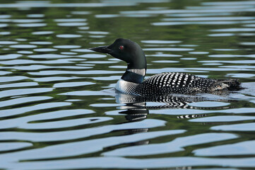 Loon swimming in water