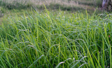 Tall grasses near a beach during day