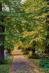 Weg mit Linden im Herbstlaub, Luisenstädtischer Friedhof, Kreuzberg, Berlin, Deutschland