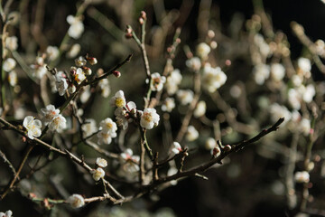 夜の梅の花