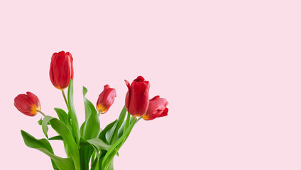 Bouquet of red tulips on pink background Spring flowers banner