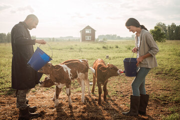 Farmers feed calves on the farm. Rural ranch in summer.