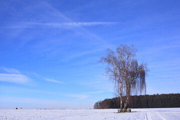 A tall, bare birch tree stands in a winter landscape with snow, against a blue sky in Swabia