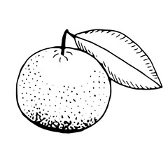 Tangerine with a leaf, vector doodle illustration, hand drawn sketch