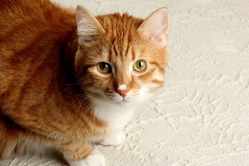 Red cat portrait, close-up on a colored background