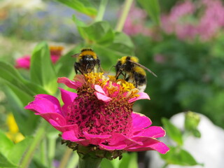 bee, flower, insect, nature, macro, honey, pollen, summer, 