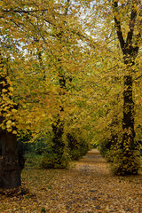 Weg mit Linden im Herbstlaub, Luisenstädtischer Friedhof, Kreuzberg, Berlin, Deutschland